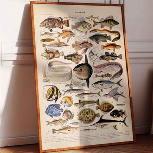 Vintage Print Fish Poissons Poster Wall Decoration French Vintage Adolphe Millot Wall Decoration Wall Decoration Maritime Illustration