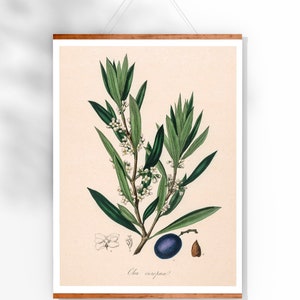 Poster vintage con stampa olivo, illustrazione botanica, pianta, albero di ulivo, decorazione da parete, Olea europea, decorazione da parete, poster da cucina, idea regalo