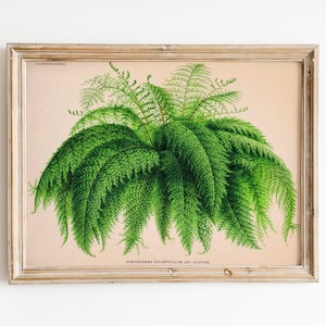 Farn Pflanze Vintage Print Botanik Poster botanical Wanddekoration Gloriosa Farn botanische Illustration Kunstdruck Wandschmuck Geschenkidee