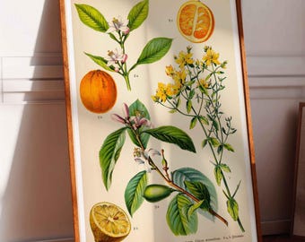 Vintage Print Orange Lemon Plant Poster Encyclopedia Wall Decoration Botanical Floral Illustration Wall Decor Kitchen Poster Gift Idea