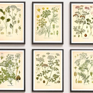 Vintage Print Set of 6 Plants Botany Poster Herbs Kitchen Medicinal Plants Medicinal Herbs Spices Wall Decoration Botanical Illustration Charcoal Burner