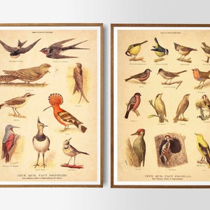 Stampa vintage uccelli di diverse specie, poster vintage francese, decorazione da parete, illustrazione antica, riproduzione, decorazione da parete, idea regalo