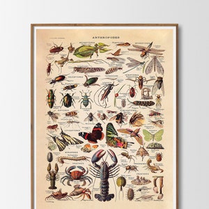Vintage Print Arthropodes Poster Larousse French Vintage Insects Sealife Wall Decoration Wall Art Vintage Illustration Gift Idea