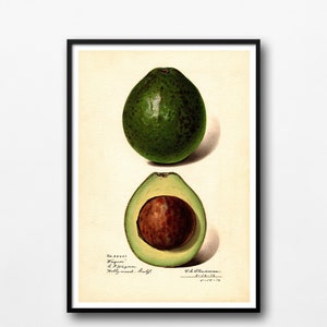 Póster vintage de aguacate, ilustración botánica, decoración de pared, ilustración antigua, cuadro para cocina, decoración de pared, póster para cocina, idea de regalo