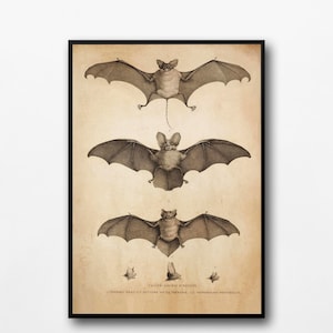 Vintage Print Bats Poster Gothic Art Halloween Wall Decoration Retro Wall Decoration Antique Illustration Gift Idea