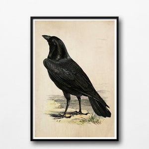 Vintage poster Raaf Zwarte vogel Kraai Print Gotische kunst Vintage antieke illustratie Vogel wanddecoratie Wandkunst