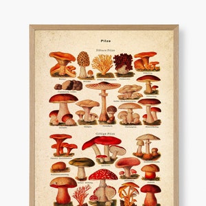 Mushrooms print vintage poster illustration edible and poisonous mushrooms antique illustration kitchen poster wall decoration wall decoration gift idea