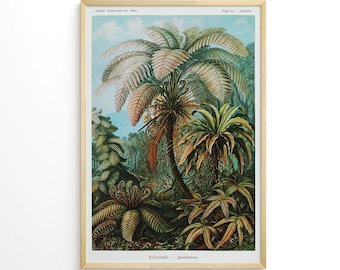 Botany Vintage Print Filicinae Ferns Ernst Haeckel Fern Jungle Plant Poster Botanical Illustration Tropical Forest Gift Idea