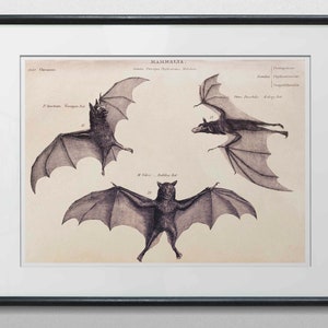 Bats Poster Vintage Print Gothic Wall Art Antique Illustration Wall Decoration Dark Academia Wall Decoration Vampire Horror Halloween Picture