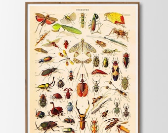 Può includere: Un'illustrazione vintage di insetti, che presenta una varietà di coleotteri, farfalle e altri insetti. L'immagine è etichettata "Insectes" e include i nomi scientifici di ogni insetto.