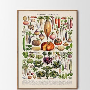 Vintage Print Vegetables Legumes Adolphe Millot Poster Botanical Illustration Kitchen Poster Wall Decor Wall Decor Kitchen Picture Gift Idea