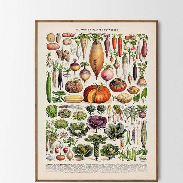 Vintage Print Gemüse Legumes Adolphe Millot  Poster botanische Illustration Küchenposter  Wanddekoration Wandschmuck Küche Bild Geschenkidee