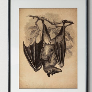 Vintage print bat with offspring poster gothic art antique illustration wall decoration wall decoration picture wall decoration