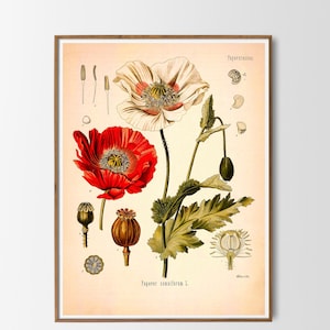 Vintage Print Mohn Pflanze Mohnblume Poster Blume florale botanische  Illustration Wanddekoration Wandschmuck Geschenkidee