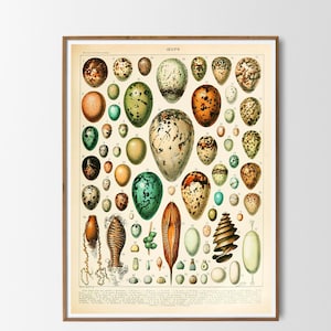Poster vintage di uova Adolphe Millot Stampa Larousse Illustrazione scientifica Cucina Decorazione da parete vintage francese