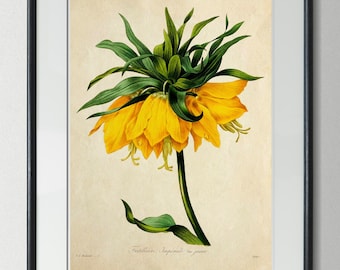 Vintage Print gelbe Kaiserkrone Blume Poster Wandschmuck  Pflanze florale Illustration Wanddekoration botanical Geschenkidee