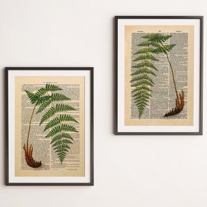 Vintage Drucke 2er Set Farn Pflanze auf antiquarischer Buchseite botanische Poster Wanddekoration Wandschmuck Geschenkidee