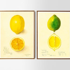 Vintage Poster 2er Set Limette Zitrone Print botanische Illustration zwei Drucke Küchenposter Wanddekoration Wandschmuck Geschenkidee
