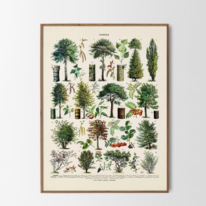 Stampa di alberi della foresta, poster vintage francese, decorazione da parete Arbres, illustrazione botanica, alberi decidui con didascalia di Adolphe Millot
