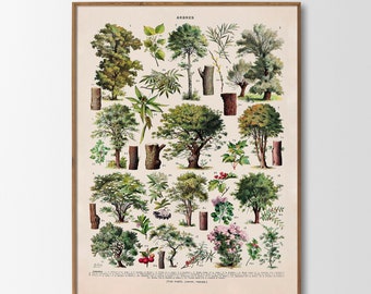 Forest Trees French Vintage Print Trees Arbres Wall Decoration Botanical Illustration Adolphe Millot Wall Art Botany Gift Idea