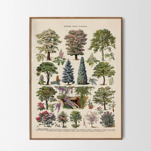 Arbres forestiers Affiche imprimée vintage Illustration botanique Décoration murale Reproduction Adolphe Millot Jardins Arbres Décoration murale Idée cadeau
