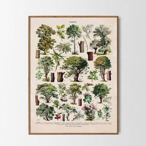 Wald Bäume französische Vintage Print Bäume Arbres Wanddekoration botanische Illustration Adolphe Millot Wandkunst Botanik Geschenkidee