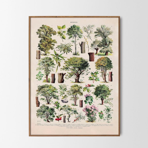 Wald Bäume französische Vintage Print Bäume Arbres Wanddekoration botanische Illustration Adolphe Millot Wandkunst Botanik Geschenkidee