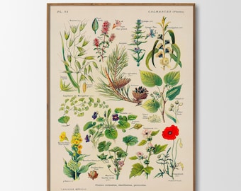 ヴィンテージポスター、心を落ち着かせる植物のプリント、植物画、装飾