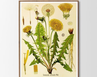 Vintage print dandelion poster, plant, wild flowers, medicinal plants, botanical illustration, wall decoration, gift idea