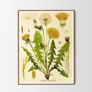 Vintage print dandelion poster plant wild flowers medicinal plants botanical illustration wall decoration gift idea