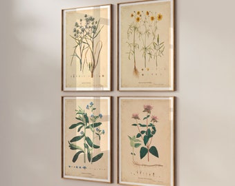Conjunto de 4 gravuras botânicas: Ilustração de plantas silvestres, pôster vintage, decoração botânica de parede, ideia de presente, decoração de parede estilo cottagecore.