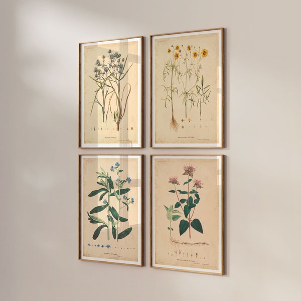 Set di stampe botaniche di 4 stampe di illustrazioni di piante selvatiche poster vintage stampa artistica decorazione da parete botanica idea regalo decorazione da parete