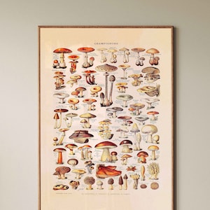 Vintage Print Mushrooms Poster Adolphe Millot Champignons Kitchen Poster French Vintage Wall Art Kitchen Wall Decoration Country House