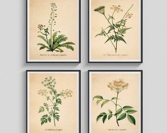 Conjunto de 4 pôsteres vintage de ervas para decoração de parede, arte botânica antiga, ilustração botânica, arte de parede com ervas medicinais, ideia de presente para entusiastas da botânica.