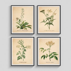 Vintage Poster Set of 4 Herbs Wall Decoration Wall Decoration Antique Botanical Illustration Medicinal Weary Wall Art Botany Gift Idea