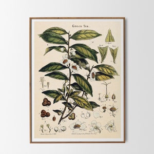 Vintage Print Tea Plant Poster Green Tea Botanical Illustration Wall Decoration Botany Kitchen Wall Decor Botanical Illustration