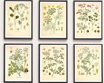 Vintage printset van 6 posters met botanische afbeeldingen van kruiden, medicinale planten, specerijen en een botanische illustratie voor aan de muur.
