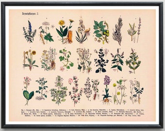 Vintage Print Medicinal Plants No. 2 Healing Plants Plant Poster Botanical Floral Illustration Wall Decoration Medicinal Home Herbs