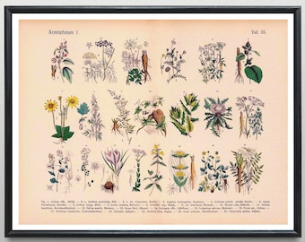Vintage Print Medicinal Plants No. 1 Healing Plants Plant Poster Botanical Illustration Wall Decoration Medicinal Home Herbs