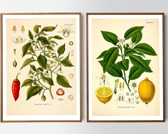 Vintage Print Set of 2 Chili Lemon Botanical Illustration Poster Kitchen Wall Decoration Wall Decoration Kitchen Botany Gift Idea