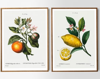 Vintage Print 2-Piece Set Orange Lemon Poster Botanical Illustration Kitchen Blooming Citrus Fruits Wall Decor Kitchen Poster Wall Decoration