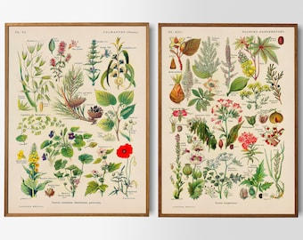 Vintage Print Set of 2 Posters Dangerous and Calming Plants Lexicon Wild Plants Botanical Illustration Wall Decoration Wall Decoration