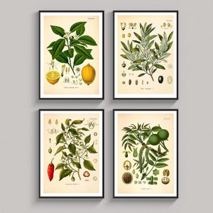 4er Set Vintage Botanische Drucke Pflanze Zitrone Chilli Wallnuss Olive Küche Köhler’s MedicinalPflanzen Wanddekoration Botanische Wandkunst