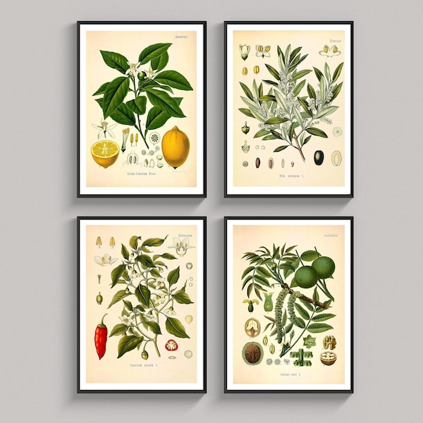 Tirages botaniques Set de 4 Vintage Print Plant Lemon Chilli Walnut Olive Botanical Illustration Kitchen Wall Decoration Wall Decoration Wall Decoration