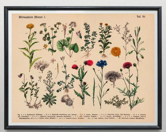 Botanical print of wild plants, vintage poster, wild plants, flowers, illustration, wall decoration, picture, gift idea