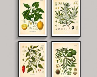 Set of 4 Vintage Botanical Prints Plant Lemon Chilli Walnut Olive Kitchen Köhler’s Medicinal Plants Wall Decoration Botanical Wall Art
