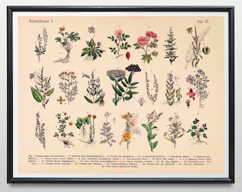 Vintage print van medicinale planten nr. 3, plantenposter met botanische illustratie, wanddecoratie, medicinale kruiden voor thuis.