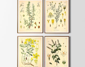 Vintage print 4-delige set met botanische posters: kruiden, medicinale planten, specerijen, wanddecoratie, botanische illustratie, cadeau-idee