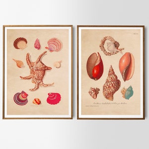 Vintage Poster Set of 2 Shells Retro Illustration Print Wall Decoration Bathroom Wall Decoration Lexicon Maritime