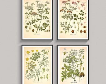 Op de afbeelding: Vier vintage botanische illustraties van verschillende soorten peterselie, elk ingelijst in zwart. De illustraties zijn in een gedempte kleurenpalet van groen, bruin en wit. De illustraties zijn gelabeld met de wetenschappelijke namen van de planten.